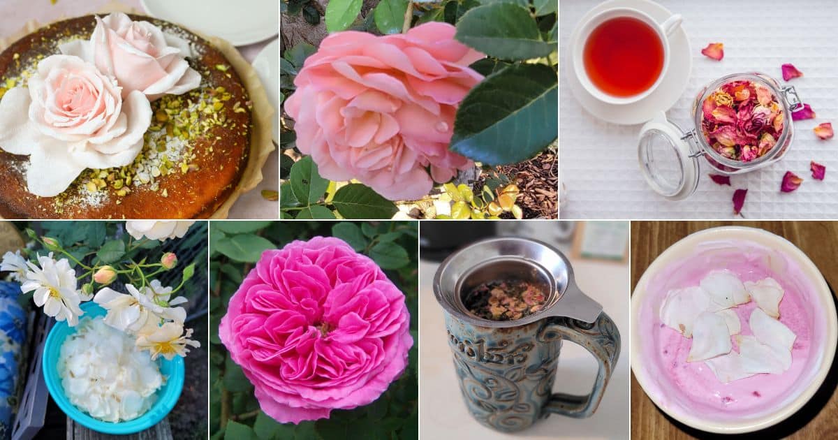 Bulgarian ROSE PETALS Tea Damask Rose Petals Tea Rose Buds Rose Buds &  Petals Damascena Rose 