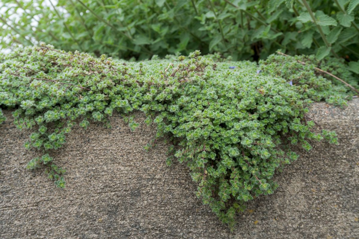 Woolly thyme plant growing as a ground cover