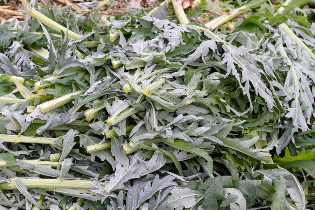 Cardoon leaves covering plants