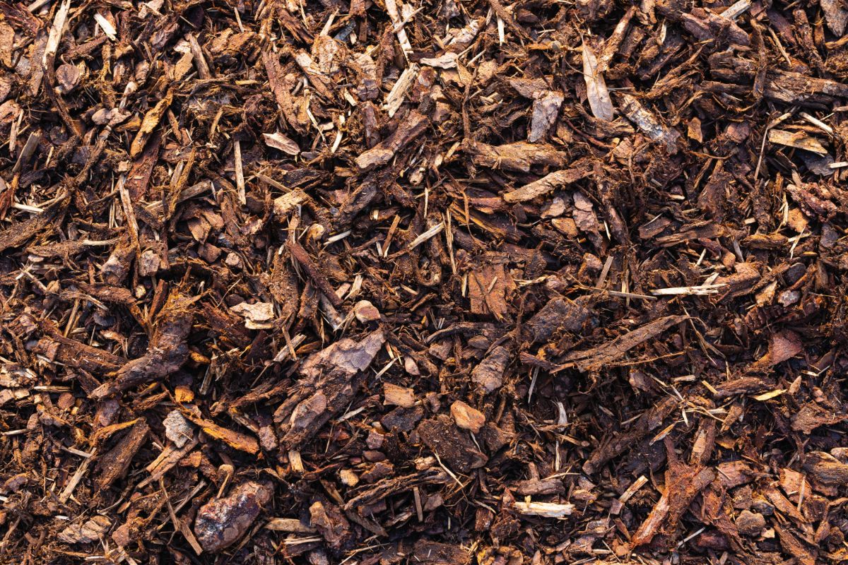 Mulch in a garden