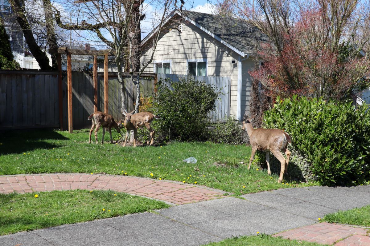 Deer munching on hydrangea bushes