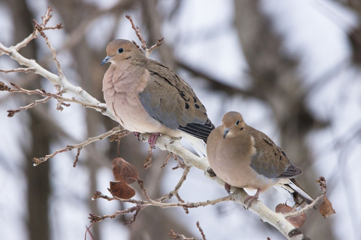 A pair of mourning doves on a branch