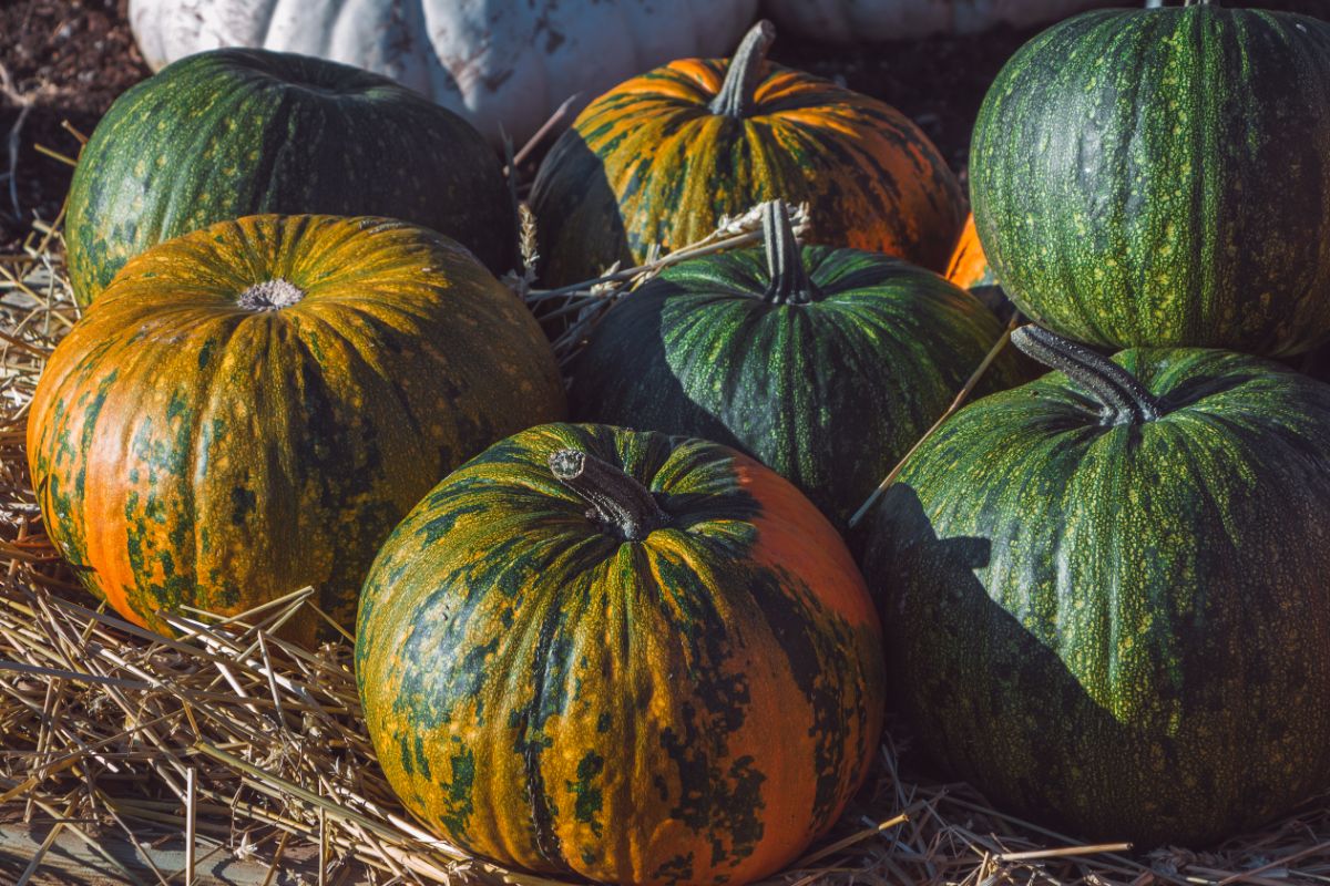 Fall pumpkins gathered in a field