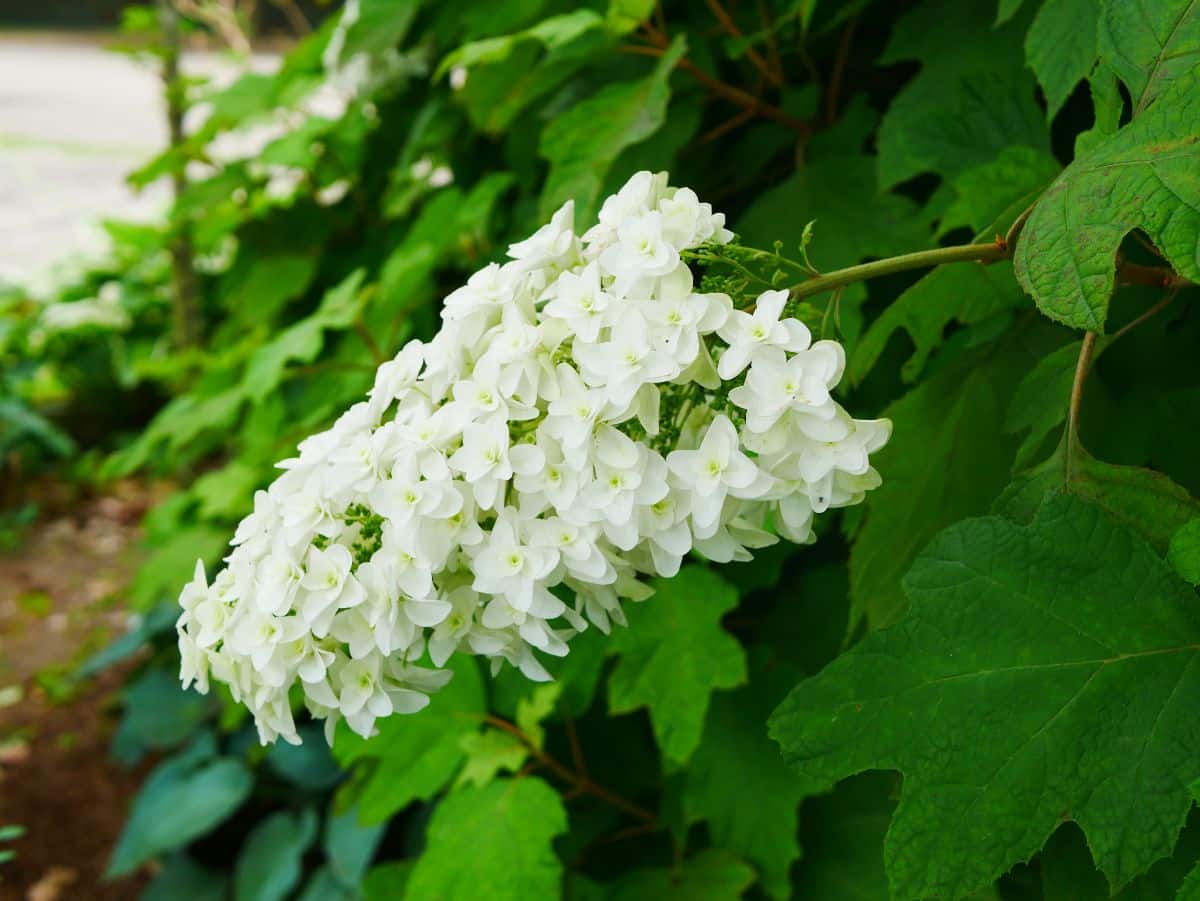 White snowflake hydrangea flower in summer