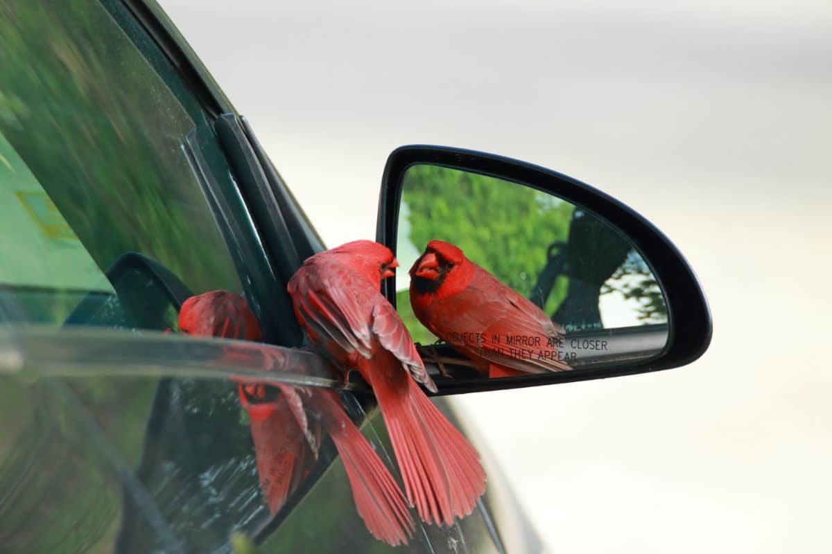 A male cardinal fighting himself in a mirror