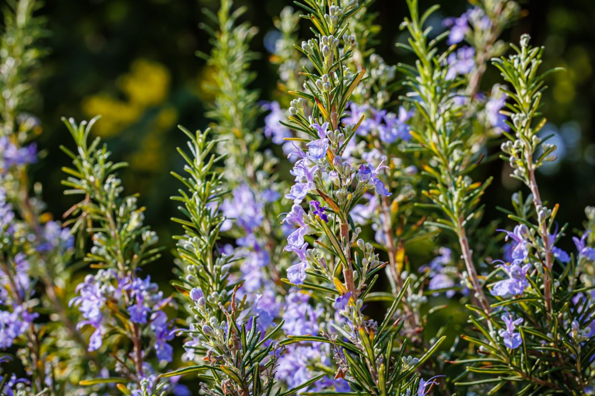 Rosemary with purple blossoms on it