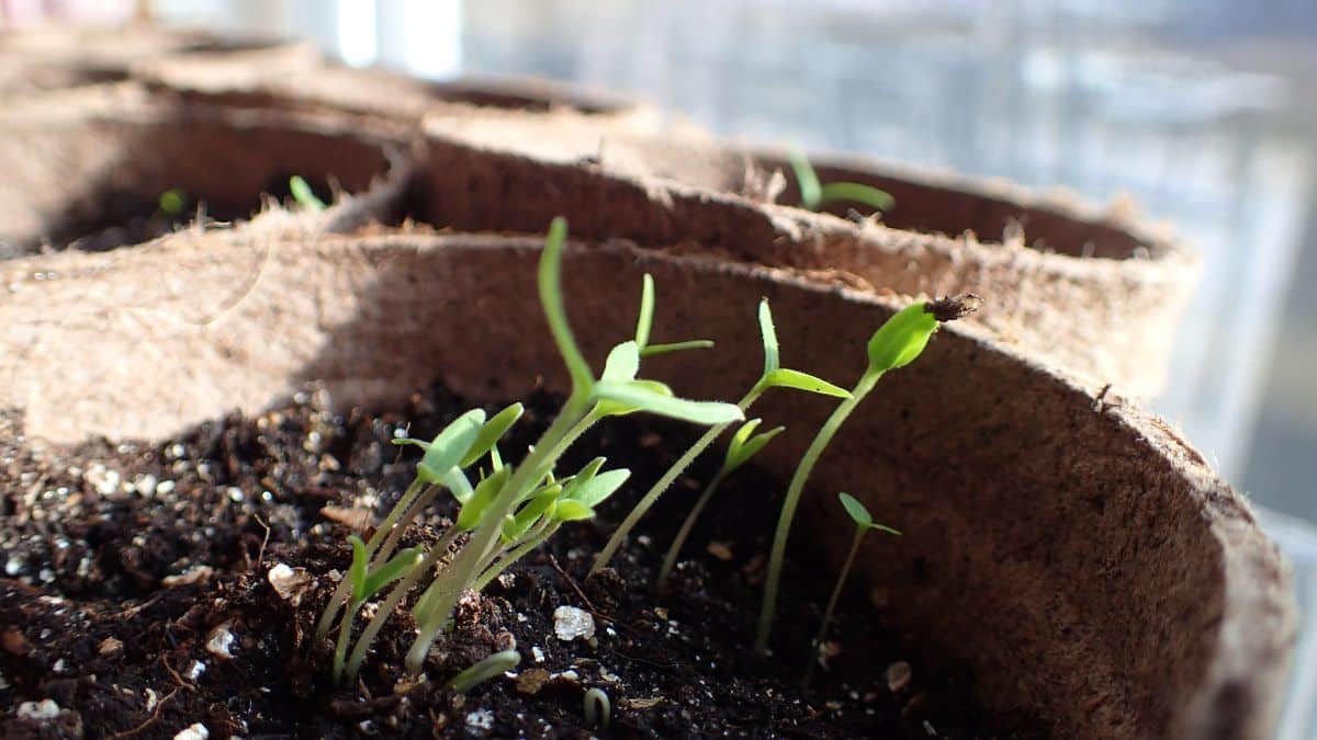 Seedlings reaching toward light