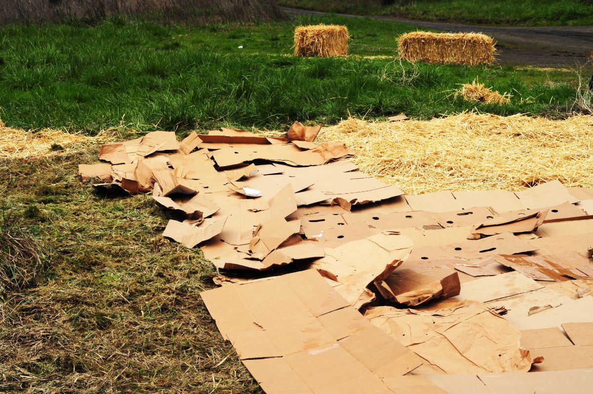 Making a lasagna garden bed with cardboard and leaves