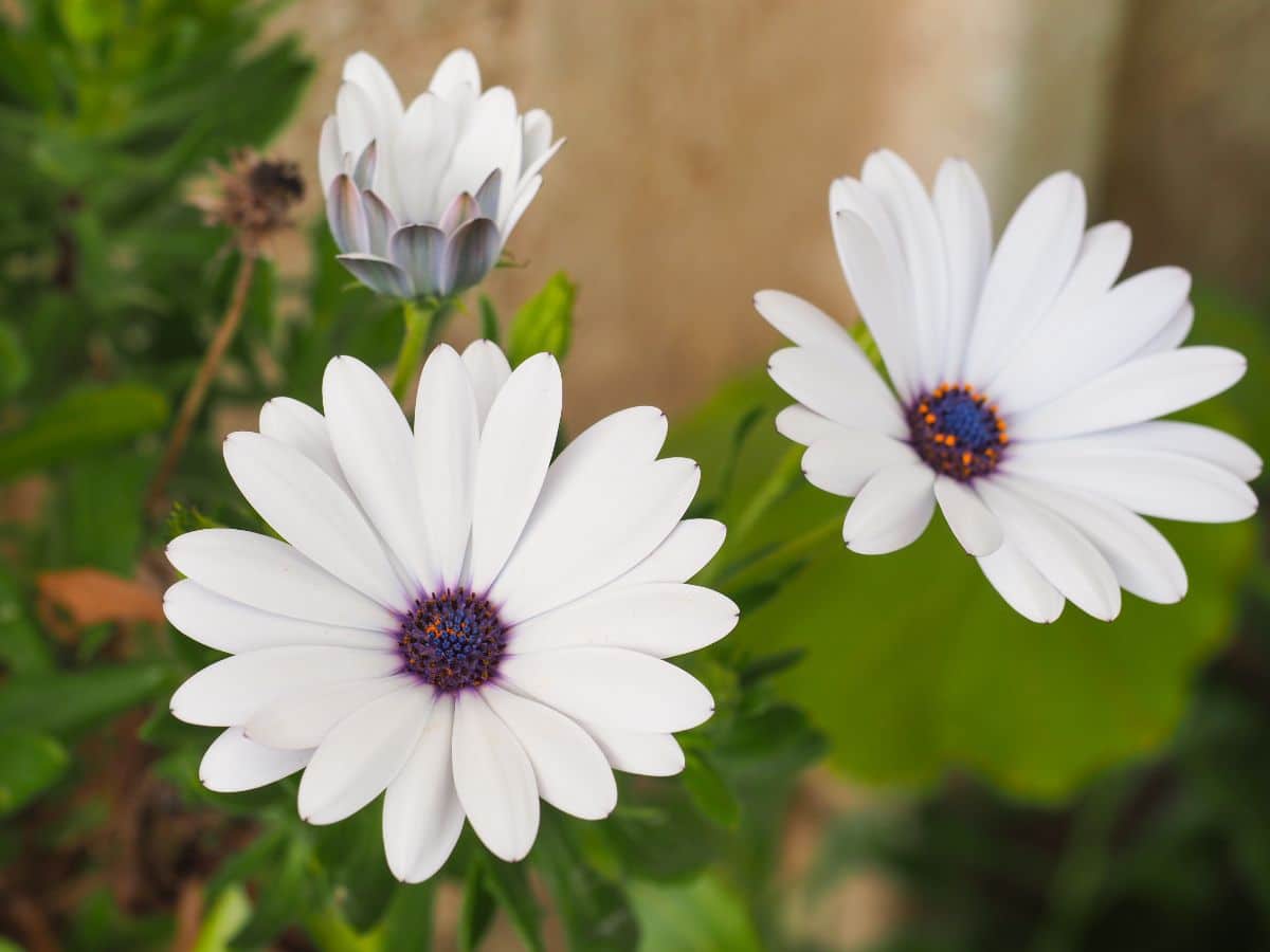Trailing African daisies