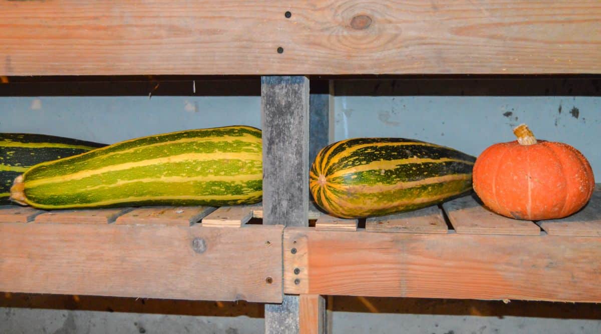 Squash in a basement root cellar