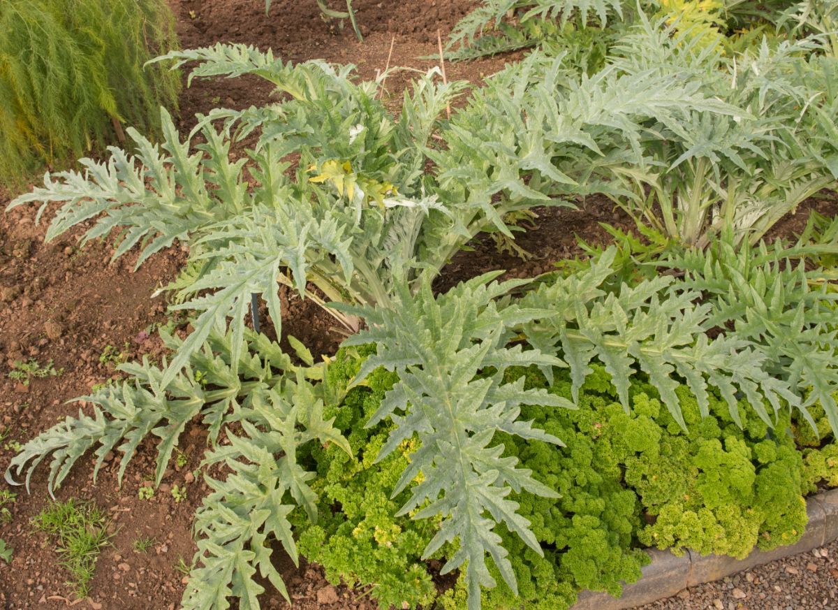 A young cardoon plant without flowers