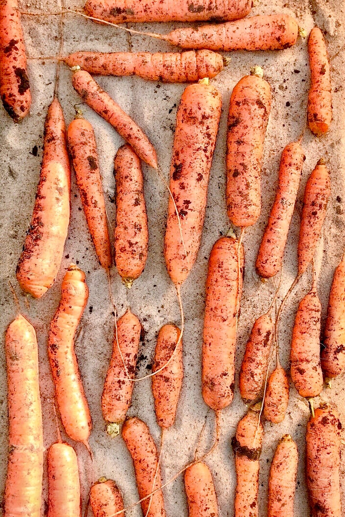 Carrots prepping for root cellar storage