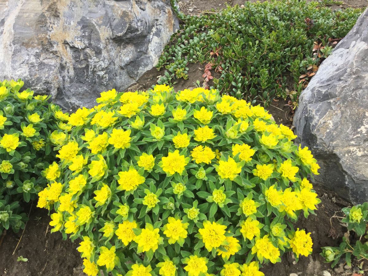 Yellow cushion spurge plant