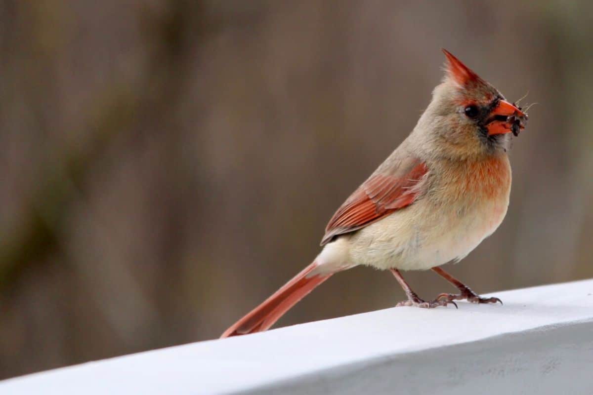 Female cardinal eating an insect