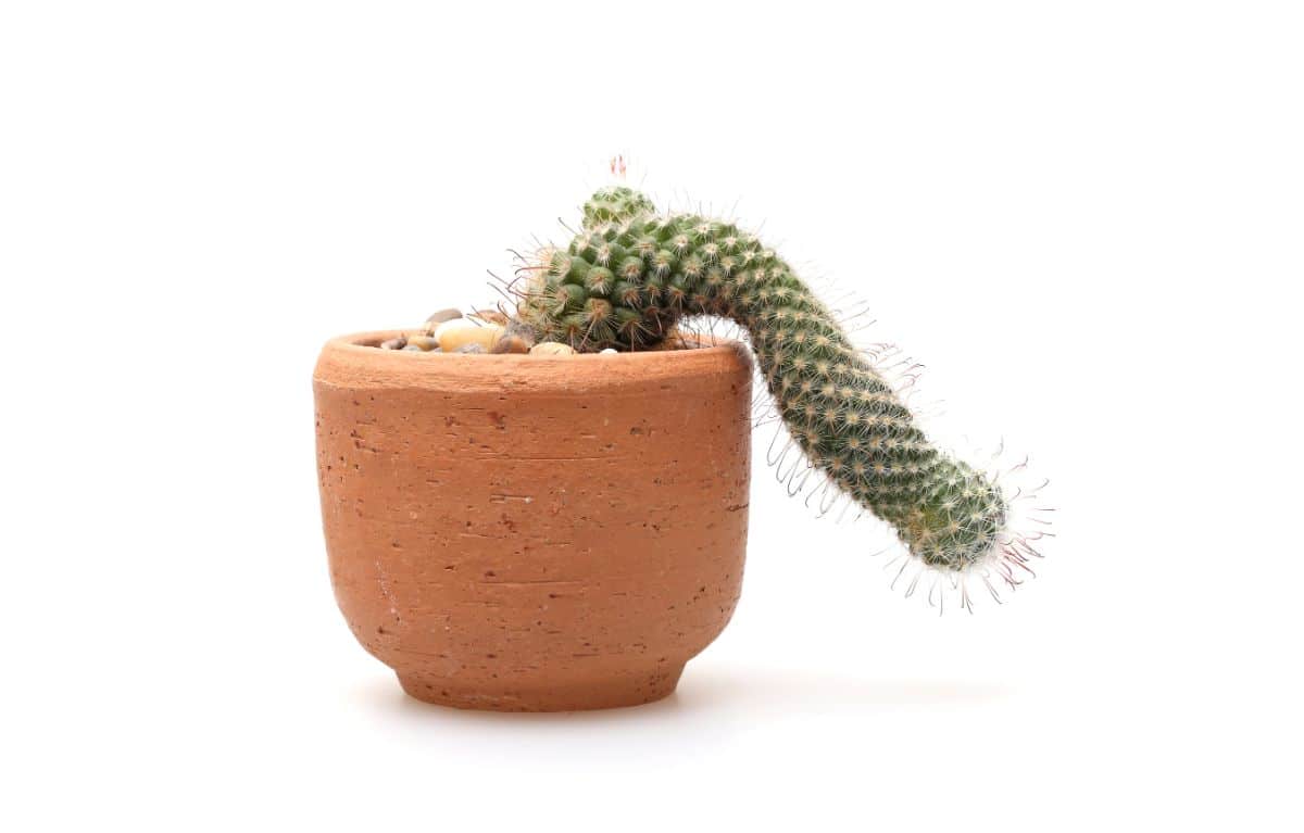 A cactus leaning out of its pot