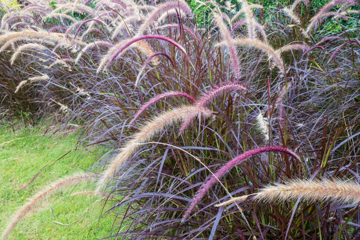 Purple stems of millet with seed heads