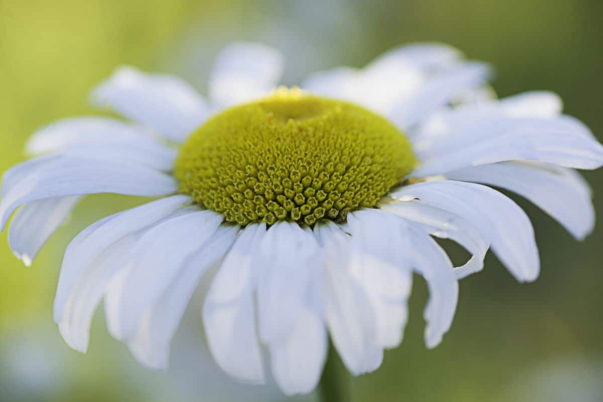 A daisy in bloom