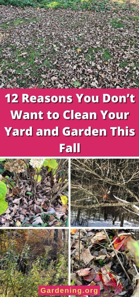 12 Reasons You Don’t Want to Clean Your Yard and Garden This Fall pinterest image.