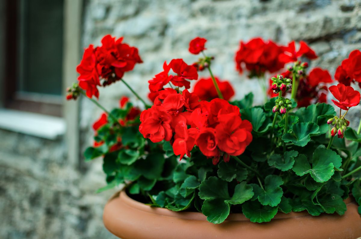 Potted red geraniums