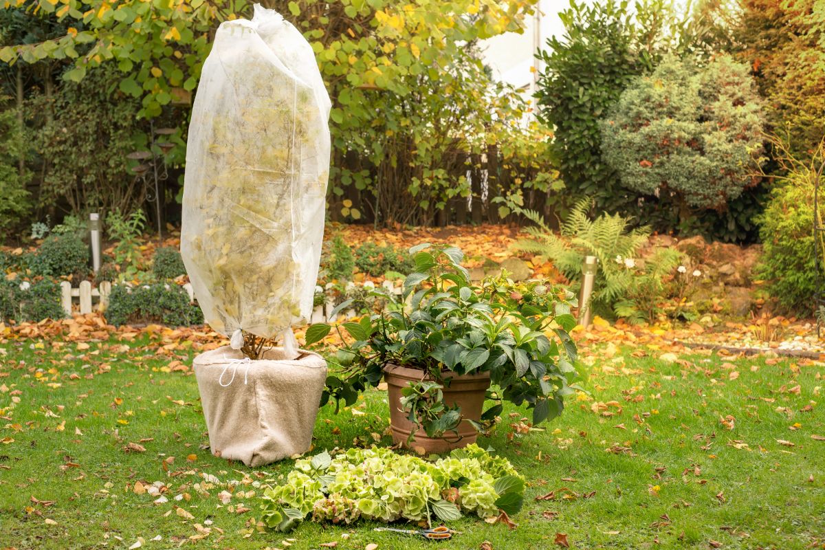 Hydrangeas in pots for the winter