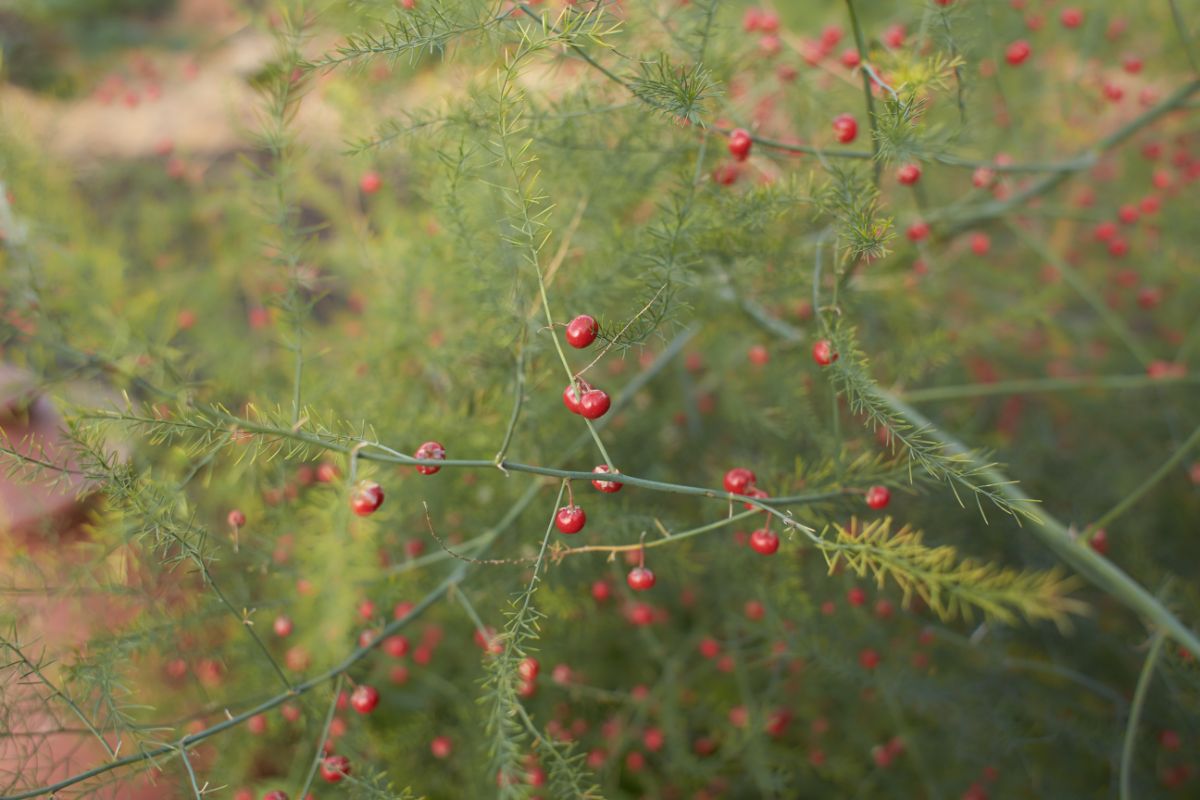 Red berries on a female asparagus plant