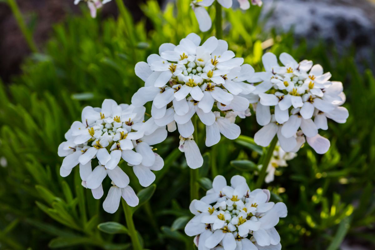 White flowering candytuft