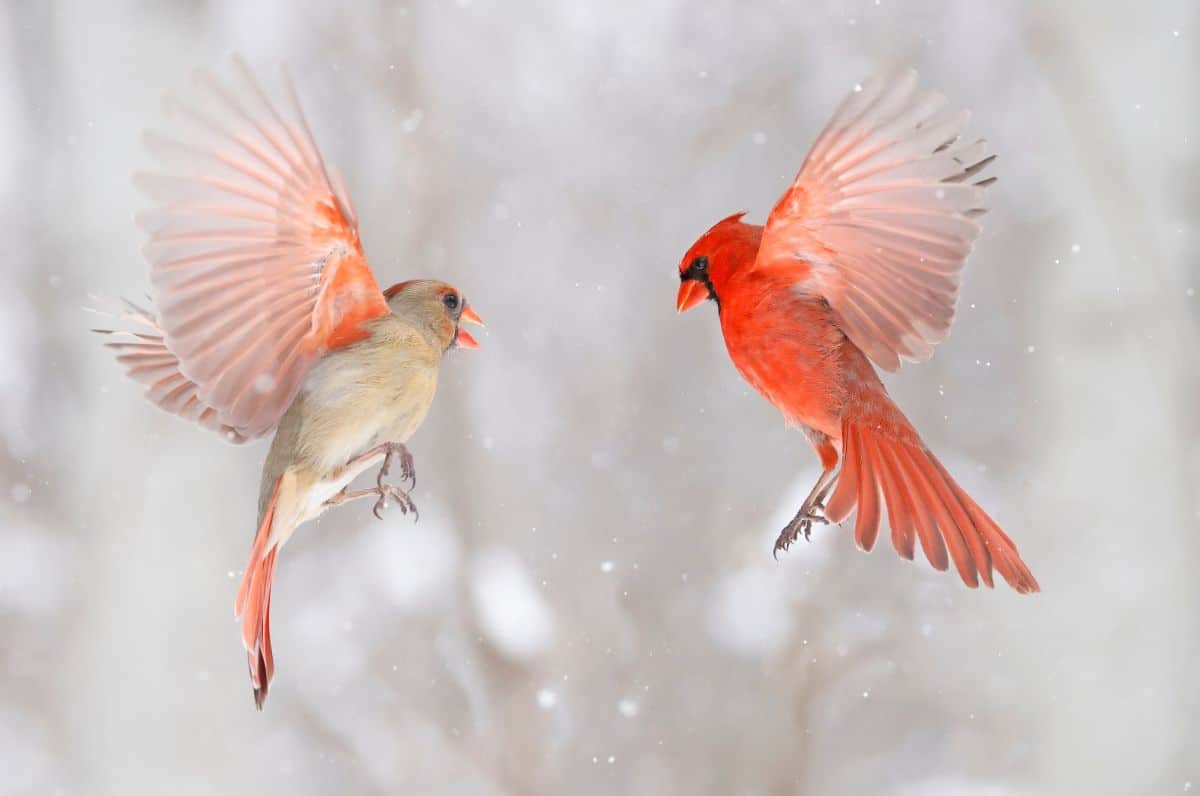 A pair of cardinals in a mating dance