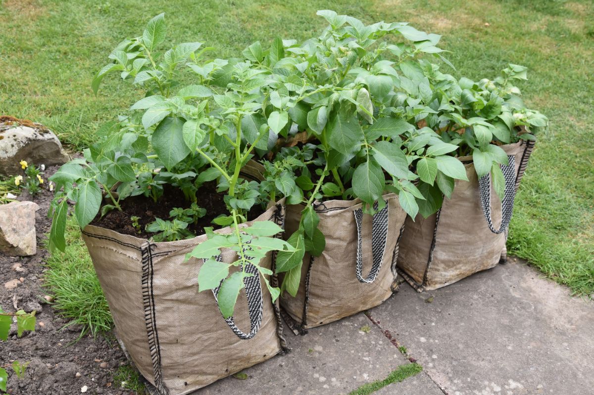 Vegetables growing in grow bags