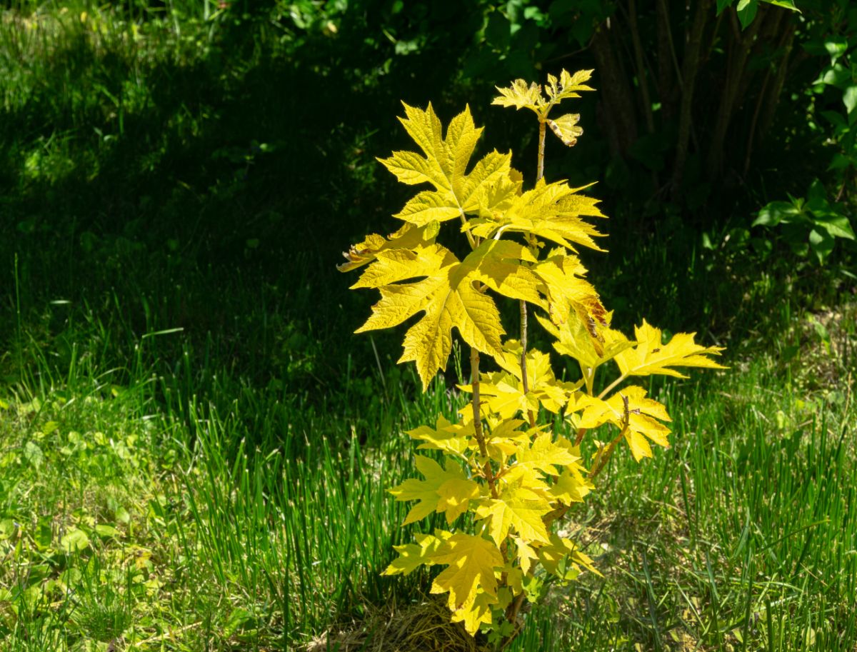 Yellow leafed little honey hydrangea