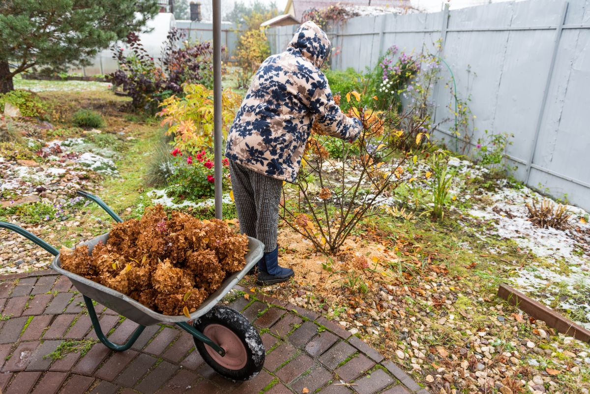 A woman cleaning up her hydrangeas and perennials in the fall