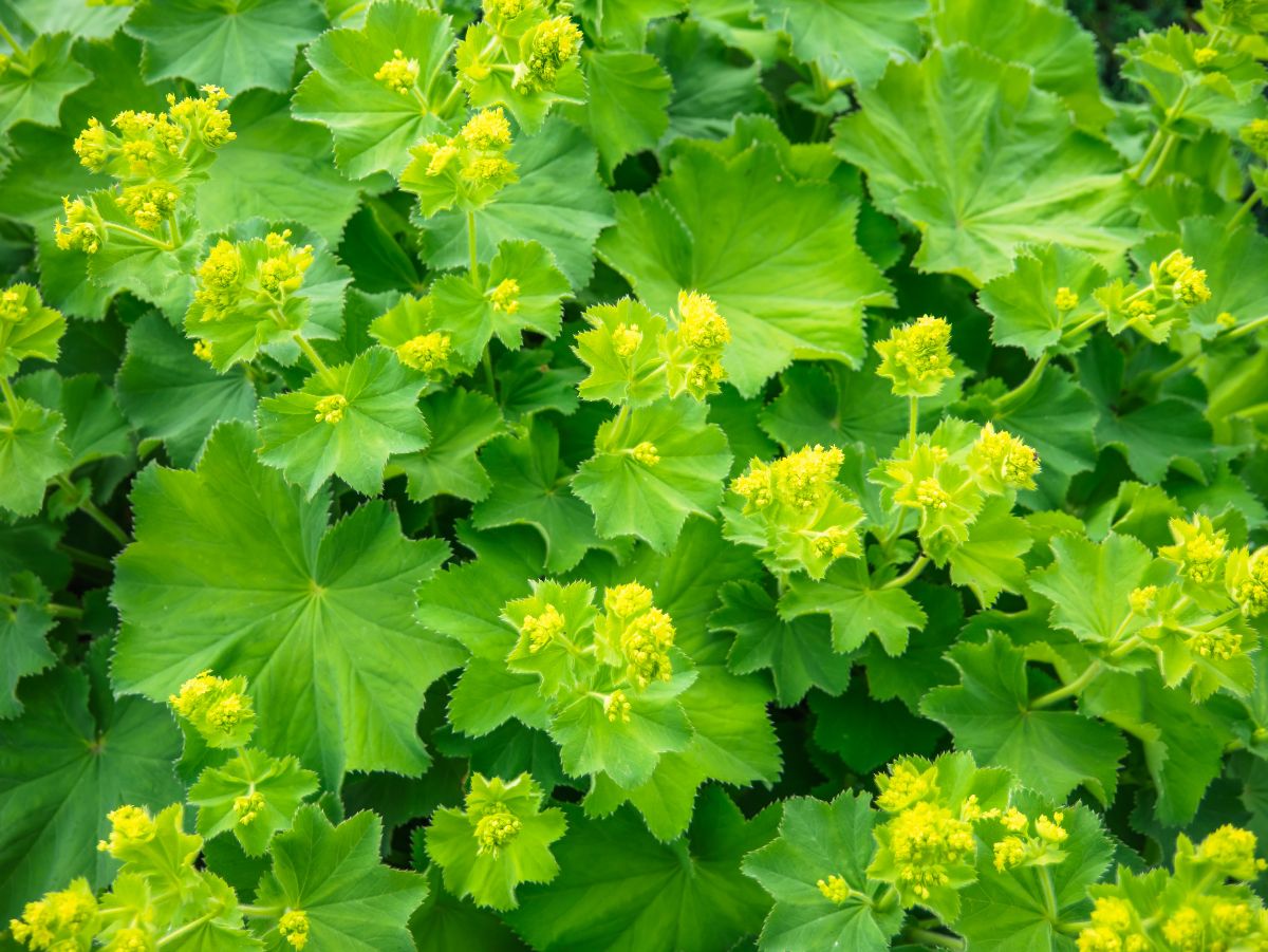 Yellow flowering lady's mantle