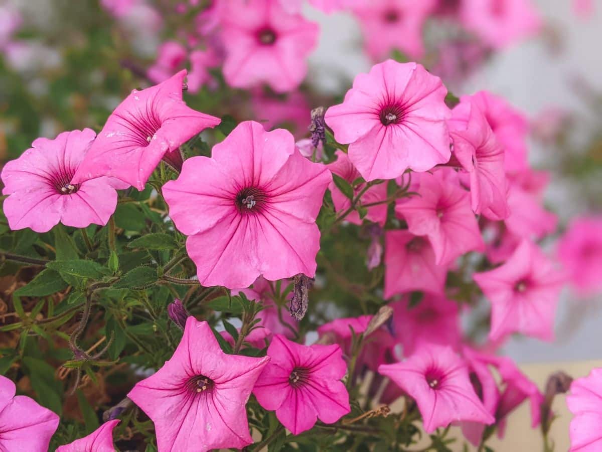 Pink flowering petunias