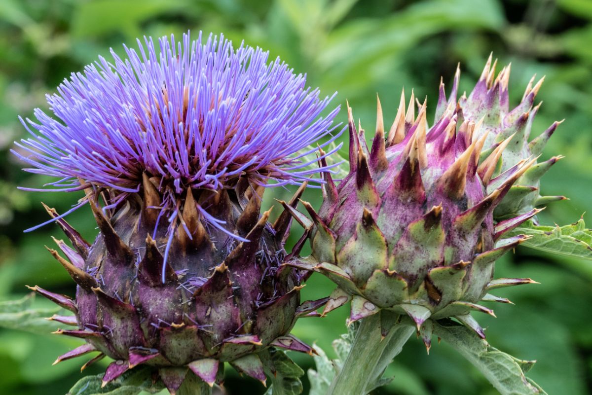 Purple cardoon flowers up close