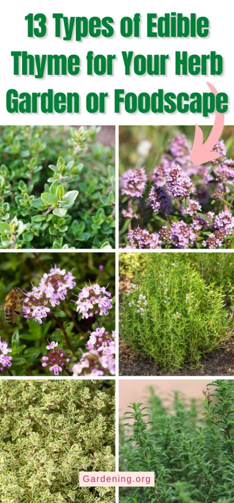 13 Types of Edible Thyme for Your Herb Garden or Foodscape pinterest image.