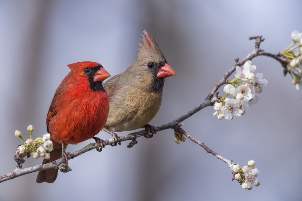 A male and female cardinal on a spring blossoming fruit tree branch