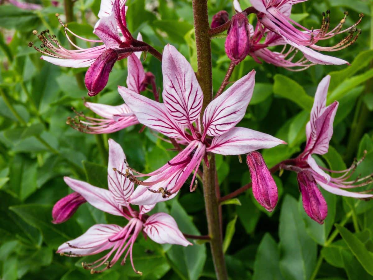 Purple gas plant flowers