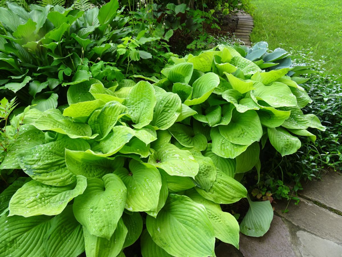 Large green leaved hosta plants