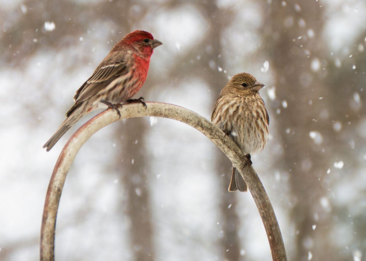 A pair of house finches