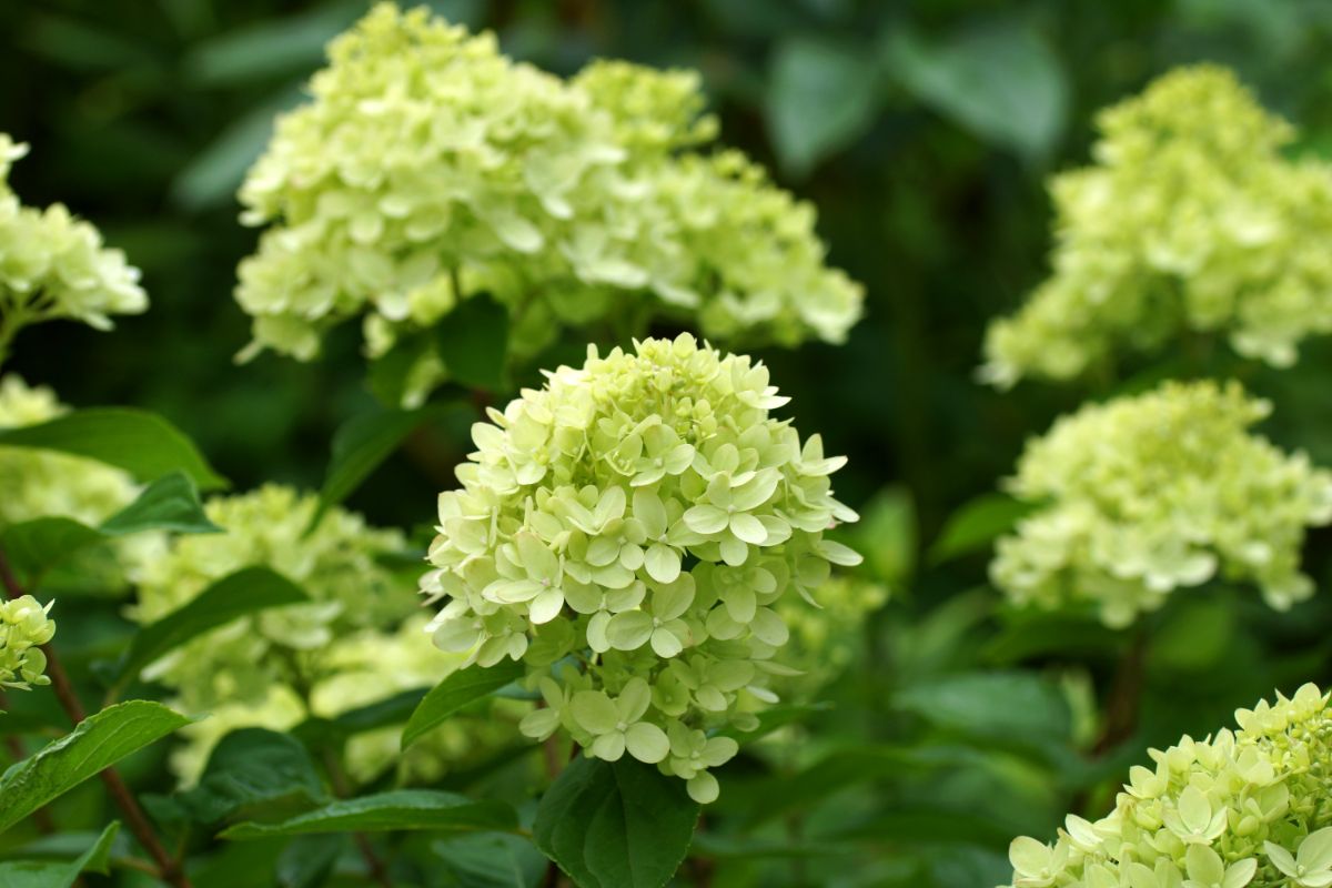 Lime green hydrangea flowers