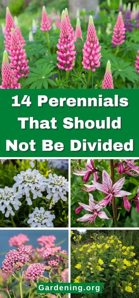 14 Perennials That Should Not Be Divided pinterest image.