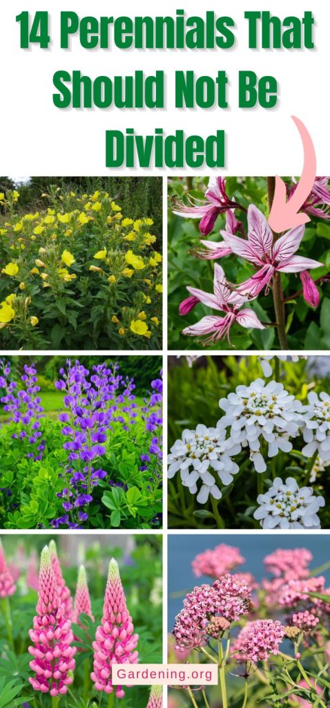 14 Perennials That Should Not Be Divided pinterest image.