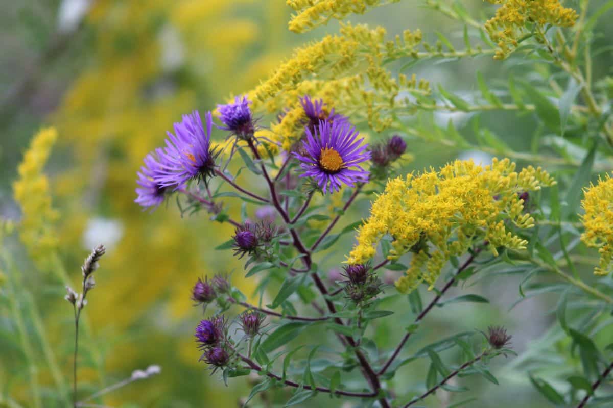 Purple asters and goldenrod