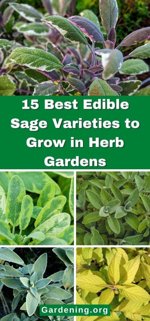 15 Best Edible Sage Varieties to Grow in Herb Gardens pinterest image.