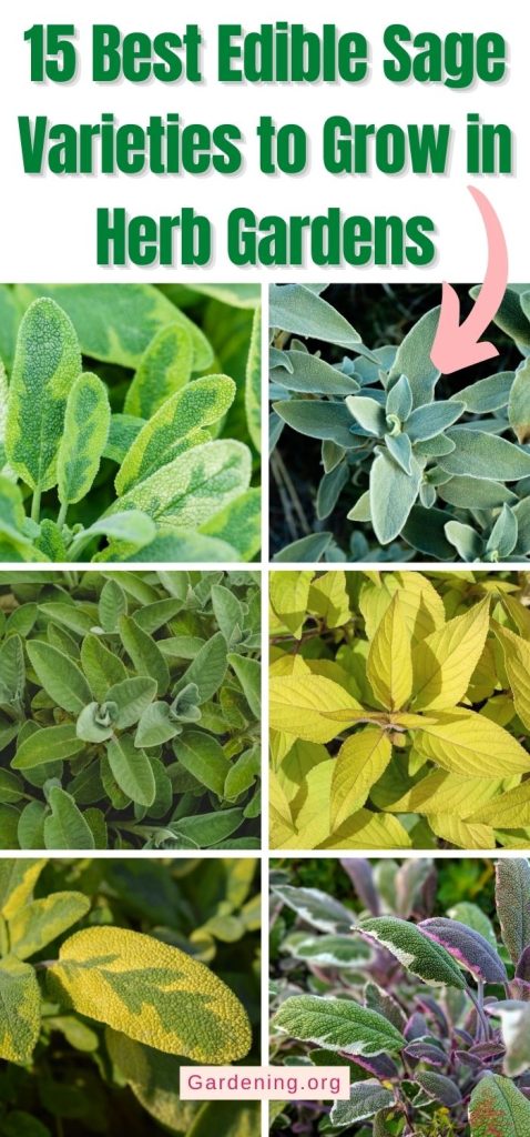 15 Best Edible Sage Varieties to Grow in Herb Gardens pinterest image.