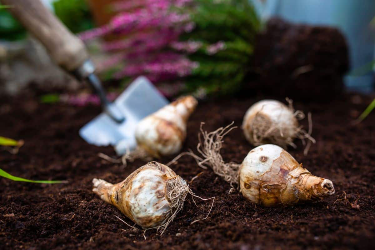 Fall bulbs being planted