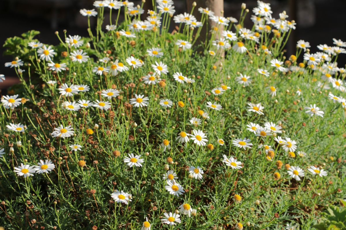 Spreading Montauk daisies