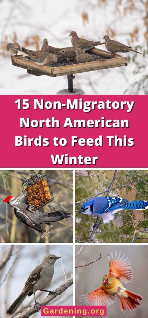 15 Non-Migratory North American Birds to Feed This Winter pinterest image.