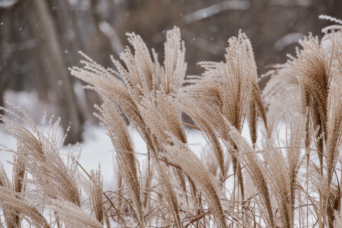 Ornamental grasses in winter