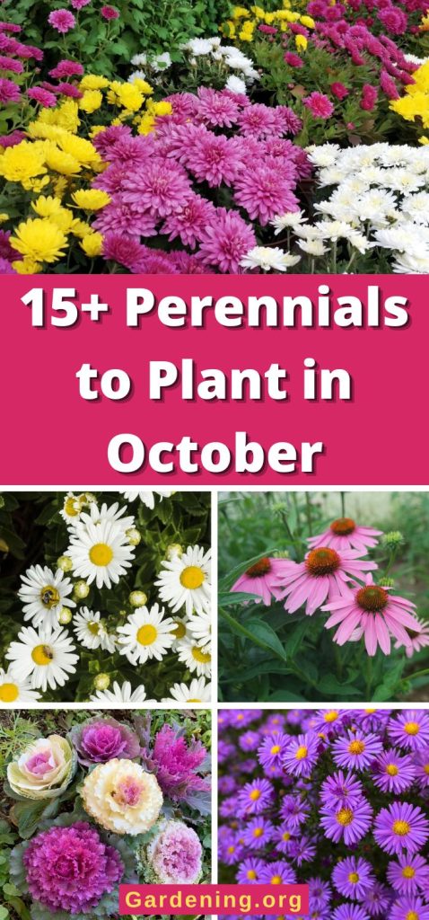 15+ Perennials to Plant in October pinterest image.