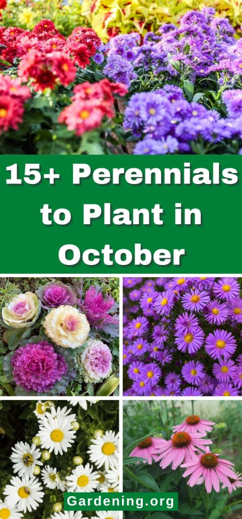 15+ Perennials to Plant in October pinterest image.